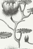 Обои Cole & Son Contemporary Restyled # 95-4020