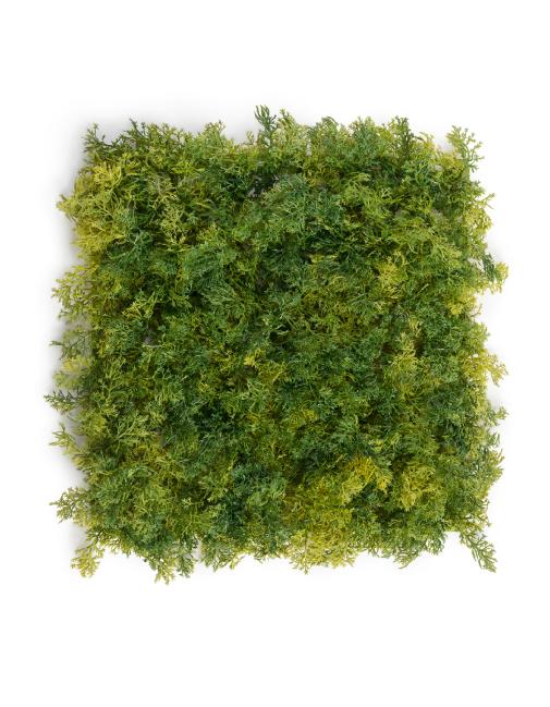 Мох Ягель светло-зелёный