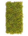 Мох Ягель светло-зелёный