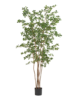 Олива лесная