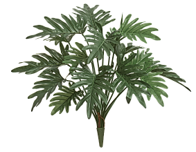 Куст Филодендрон