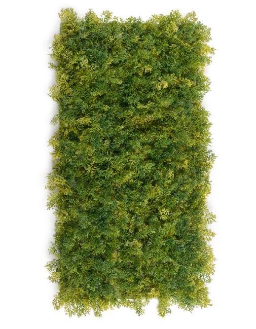 Мох Ягель светло-зелёный