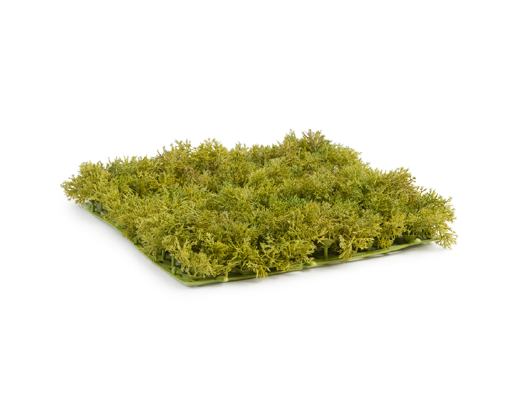 Мох Ягель светло-зелёный