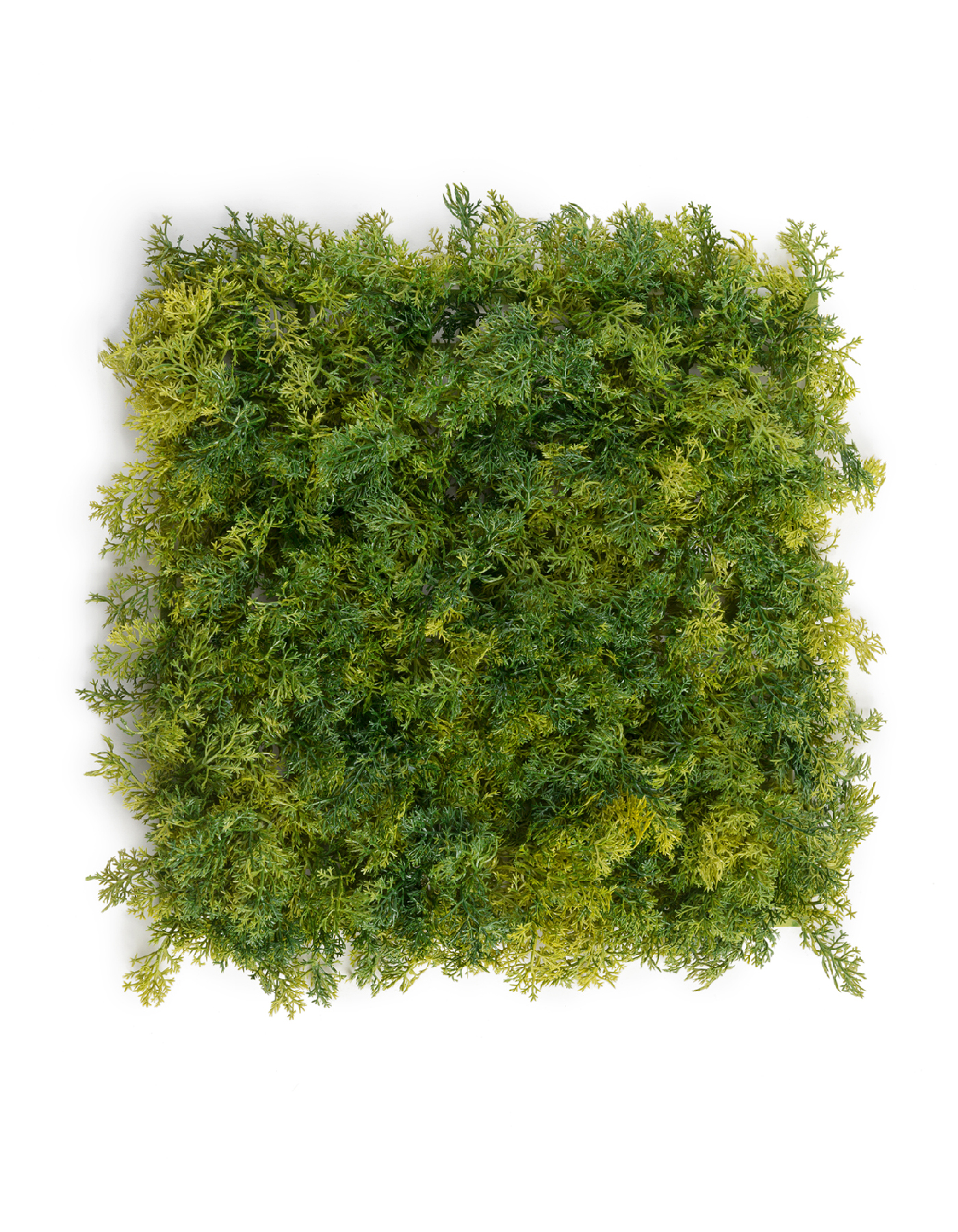 Мох Ягель светло-зелёный