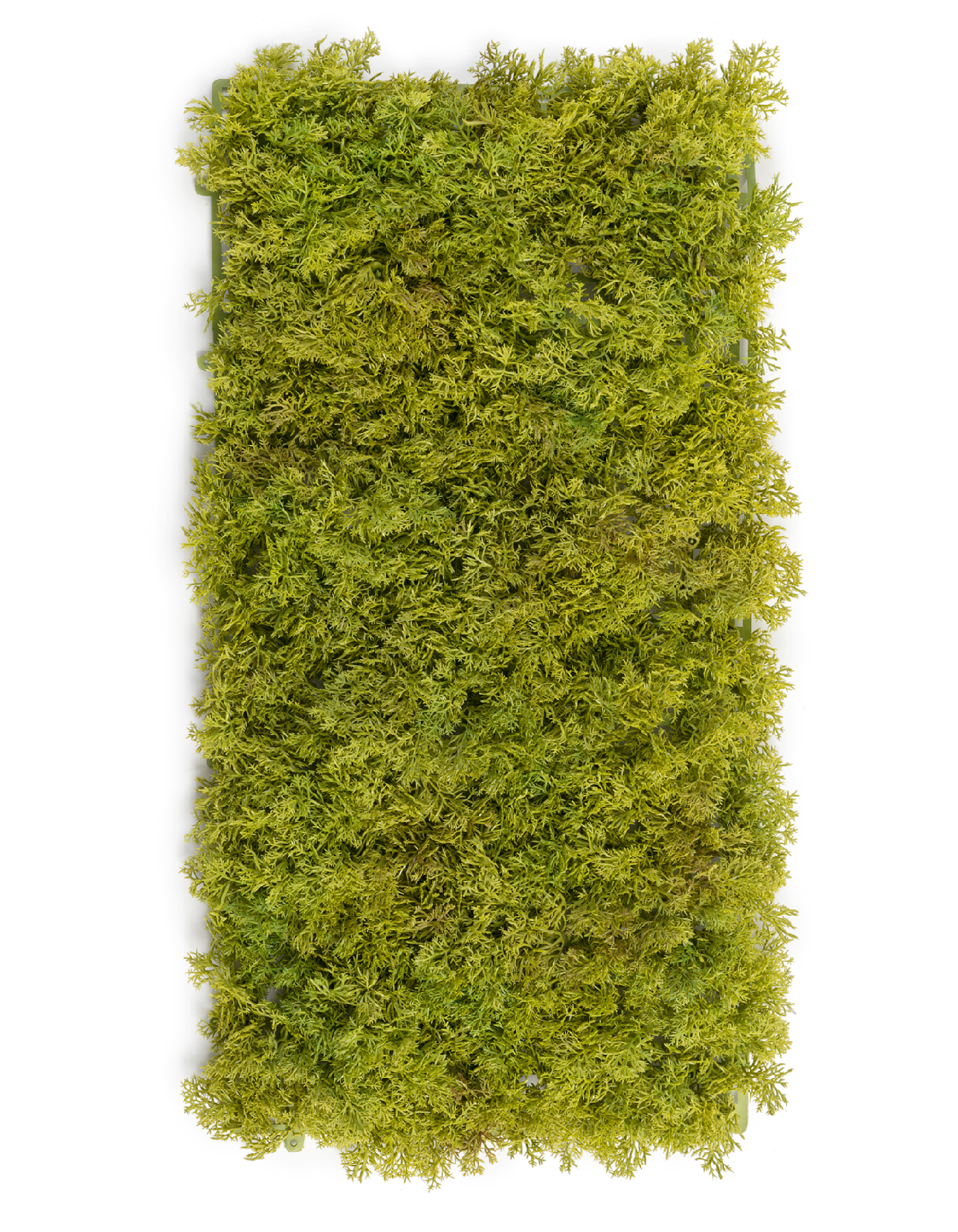 Мох Ягель светло-зелёный