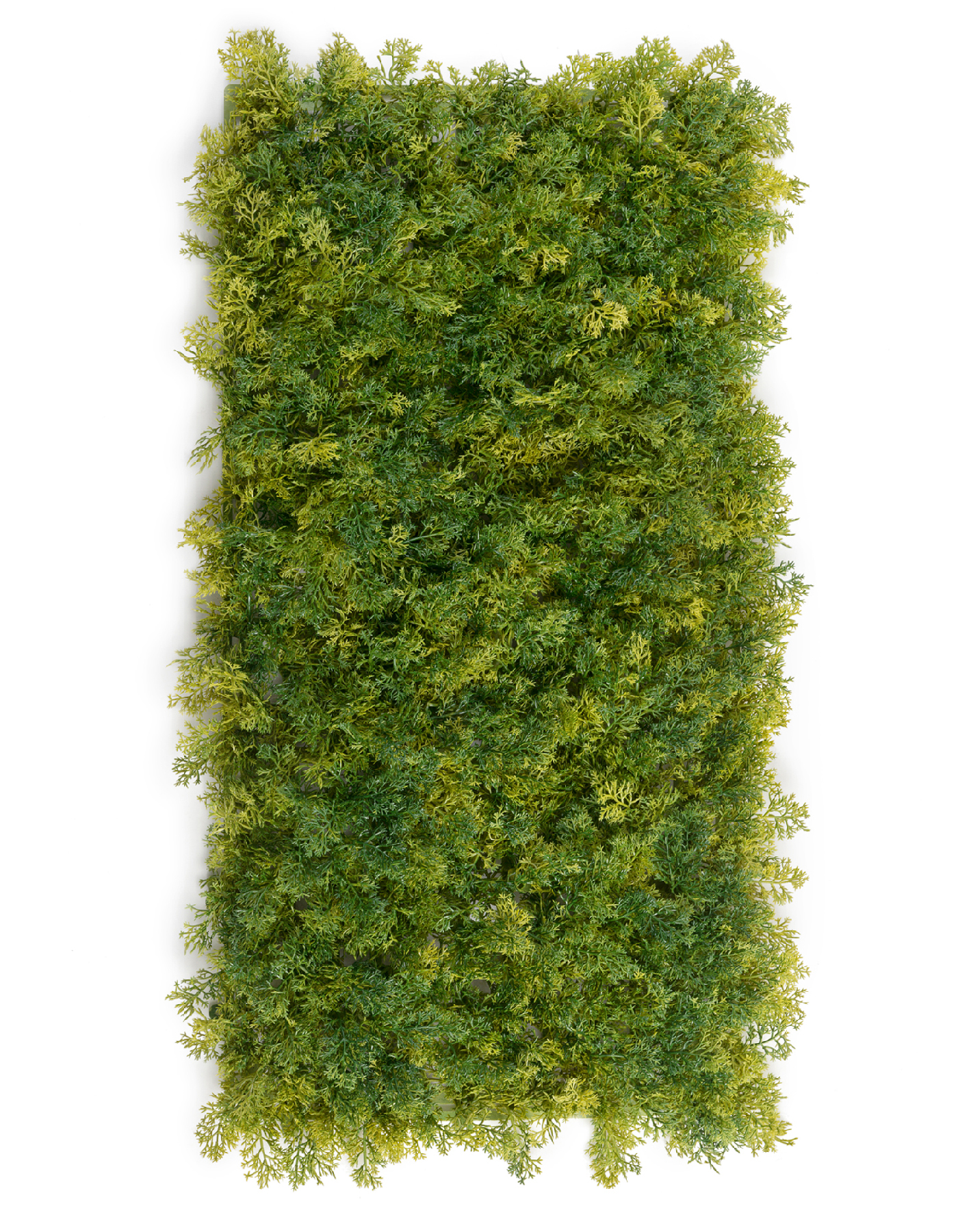 Мох Ягель светло-зелёный