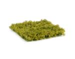 Мох Ягель светло-зелёный Мох Ягель светло-зелёный