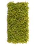 Мох Ягель светло-зелёный Мох Ягель светло-зелёный