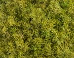 Мох Ягель светло-зелёный Мох Ягель светло-зелёный